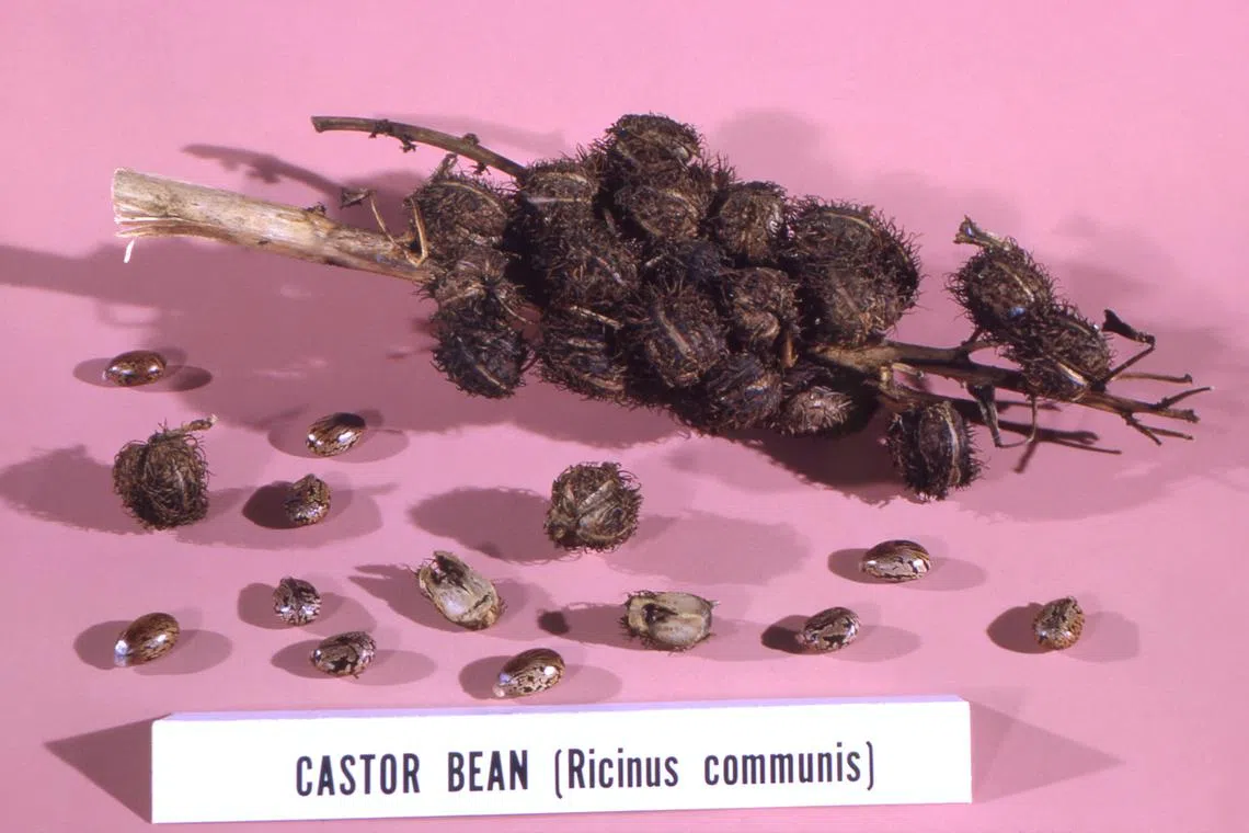 Pascale Ferrier made ricin, an extremely toxic plant protein derived from castor bean seeds, at her home in Sept 2020.