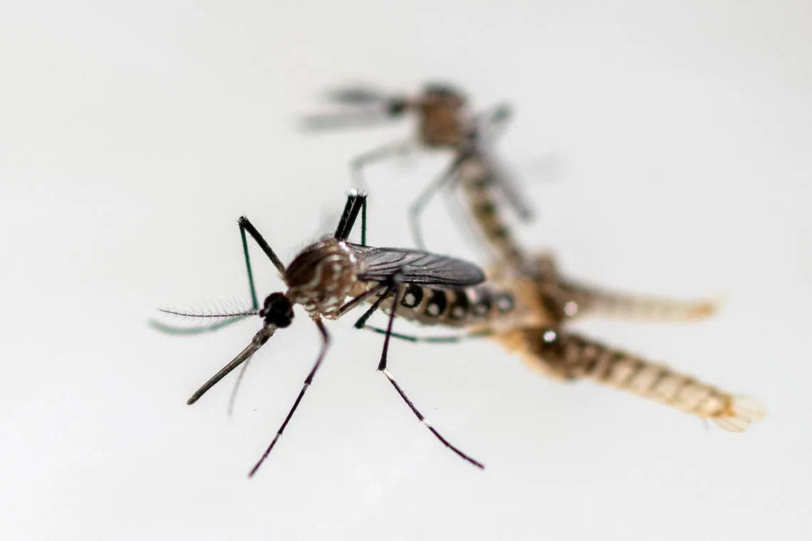 Aedes aegypti mosquitos are examined at the entomology department of the Health Ministry, in Guatemala City, Guatemala, July 22, 2024. REUTERS/Josue Decavele
