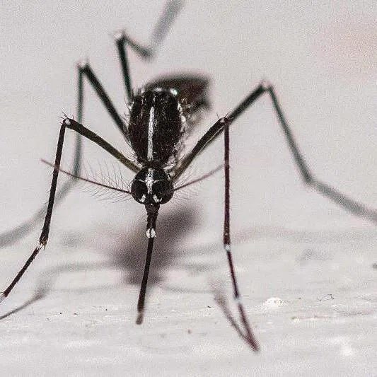 Along with Antarctica, Iceland has long been one of the few places on earth without a mosquito population.