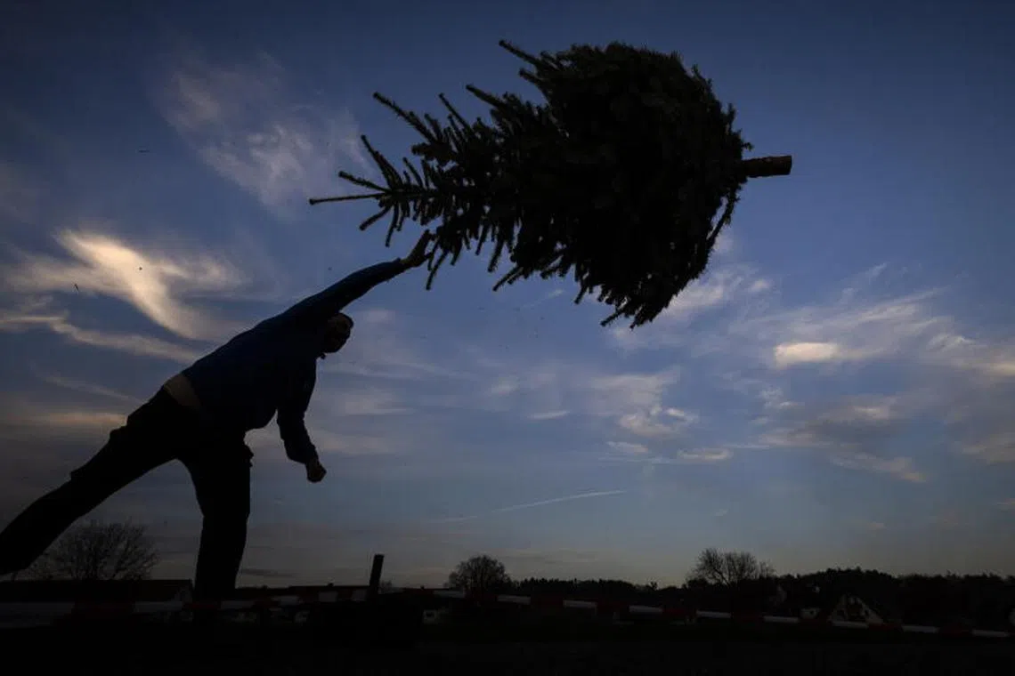 A man is silhouetted against the sky as he participates in a Christmas tree throwing competition on a farm in the village of Watt, outside Zurich, Switzerland on 07 December 2023.  PHOTO : EPA-EFE