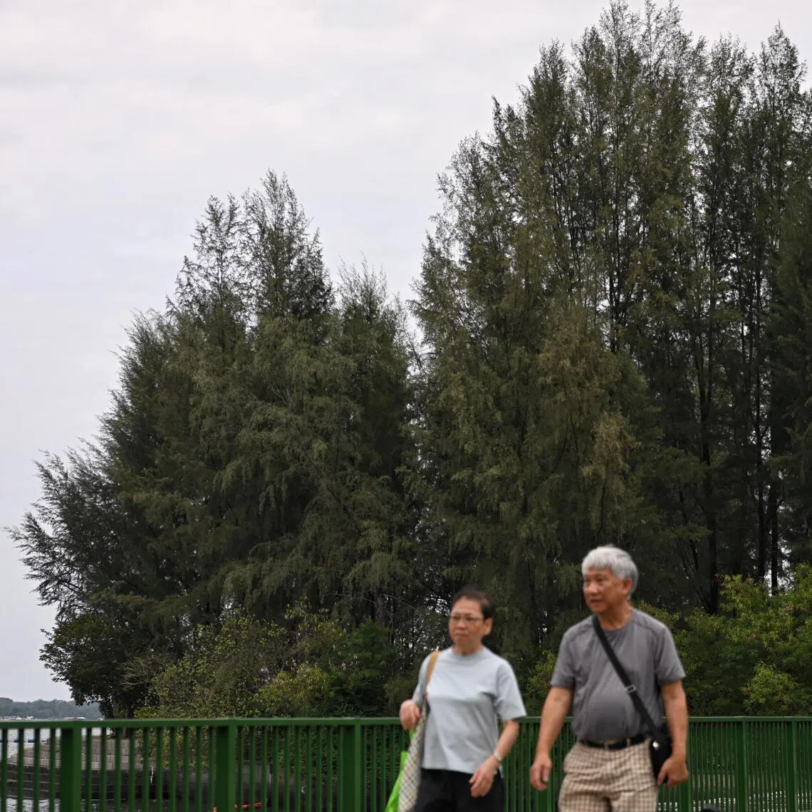 Existing casuarina trees in Coney Island Park seen on Jan 19, 2026. 
