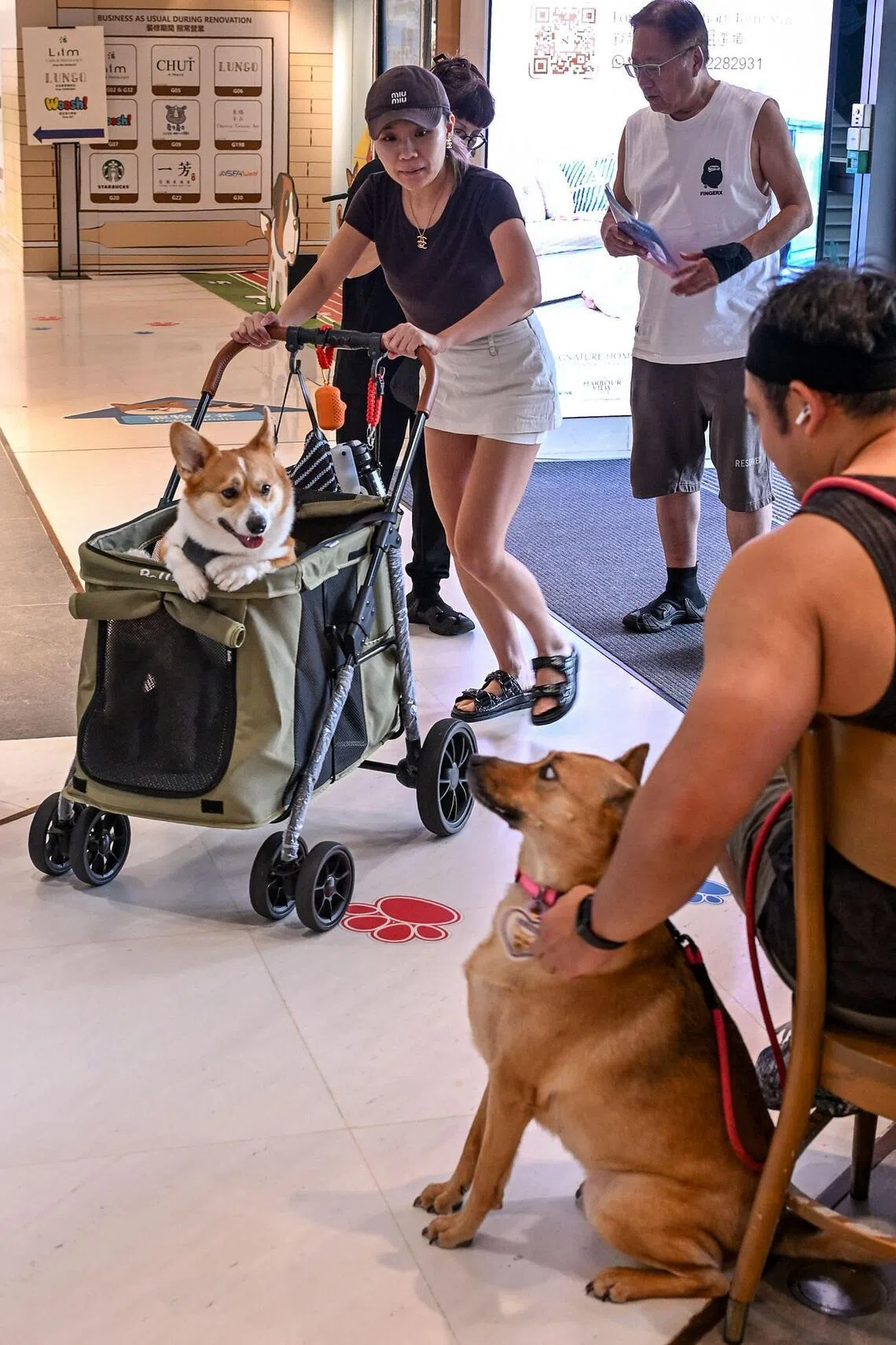 Pet dogs are seen in a pet friendly shopping mall in North Point district of Hong Kong on July 9.