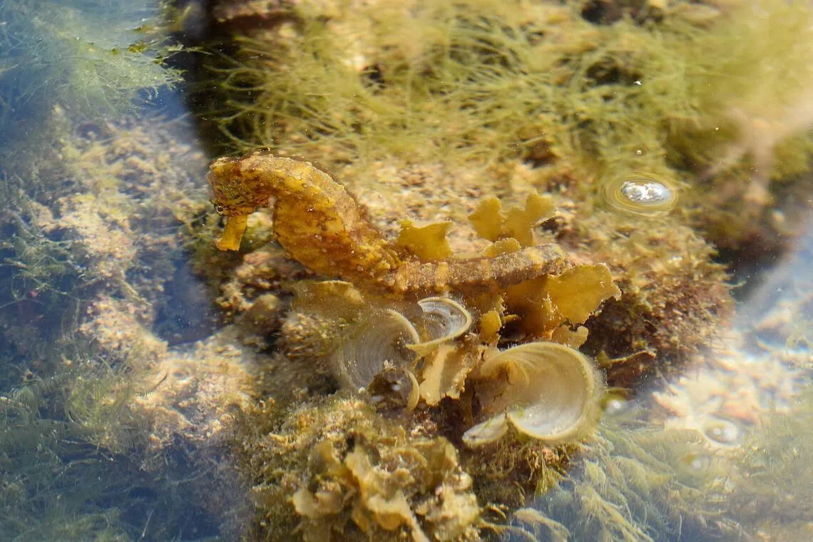 Tiger tail seahorses (Hippocampus comes) found in the coral reefs in Singapore’s southern Sisters’ Islands.