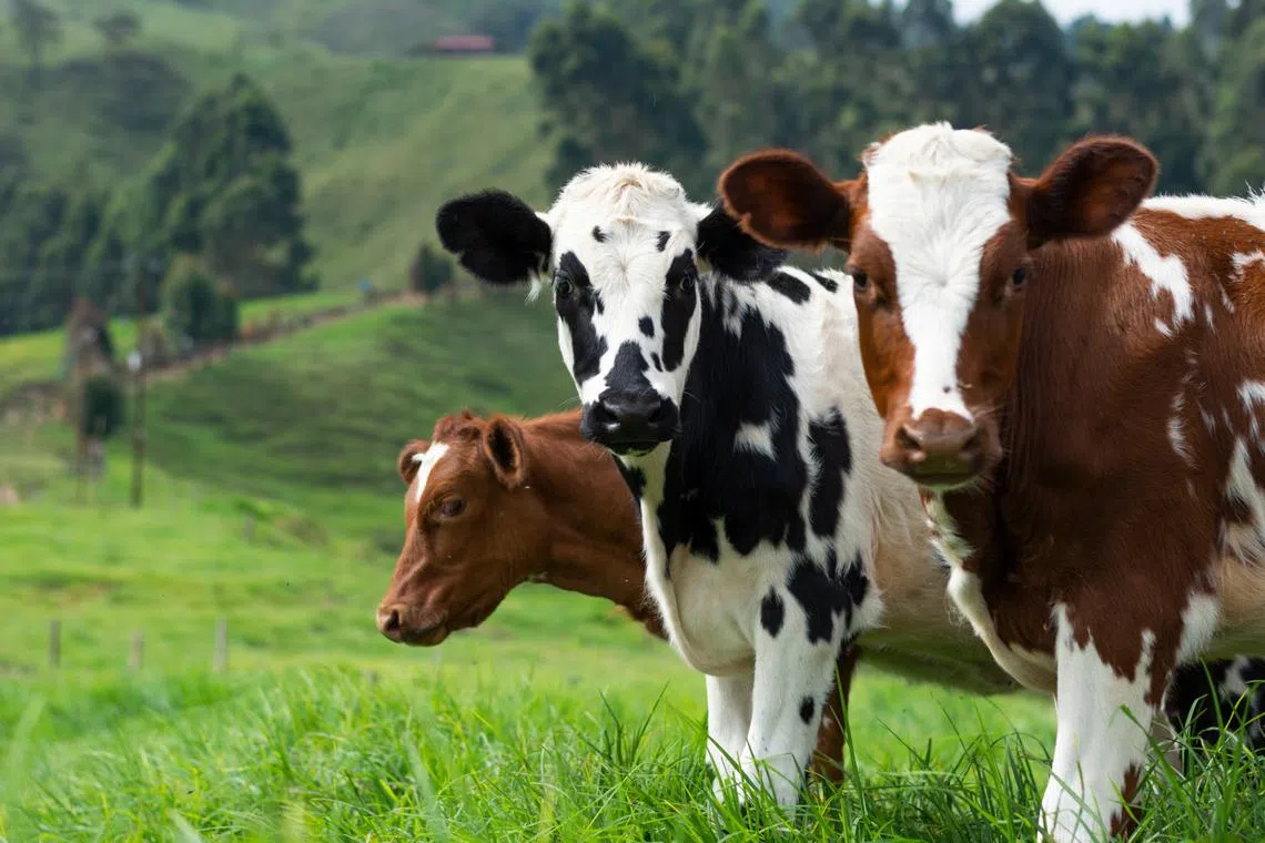 Cows do not yield as much milk under the stress of scorching temperatures. 