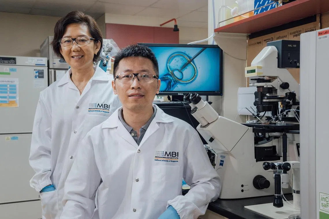 Professor Rong LI (standing) and Dr Wang Haiyang led the team from the Mechanobiology Institute at the National University of Singapore (NUS) and  the NUS Bia-Echo Asia Centre for Reproductive Longevity and Equality (ACRLE) to come up with a new technique to enhance the reproductive potential of oocytes or immature egg cells from an aged follicular environment by transplanting it to a young follicular environment.

Copyright: NUS