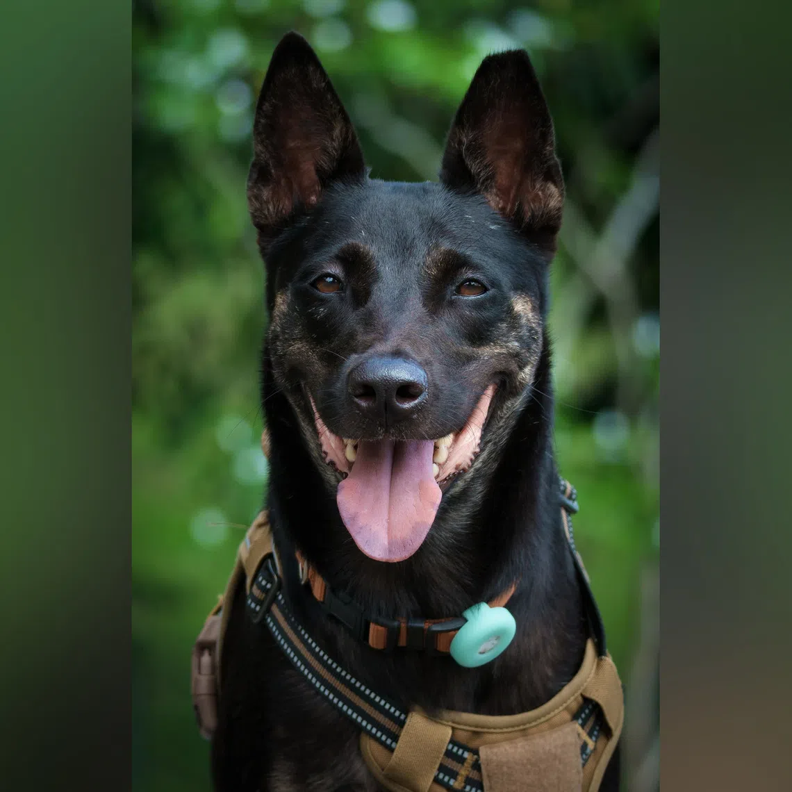 Asher, a four-year-old Singapore Special, is seeking a forever home.