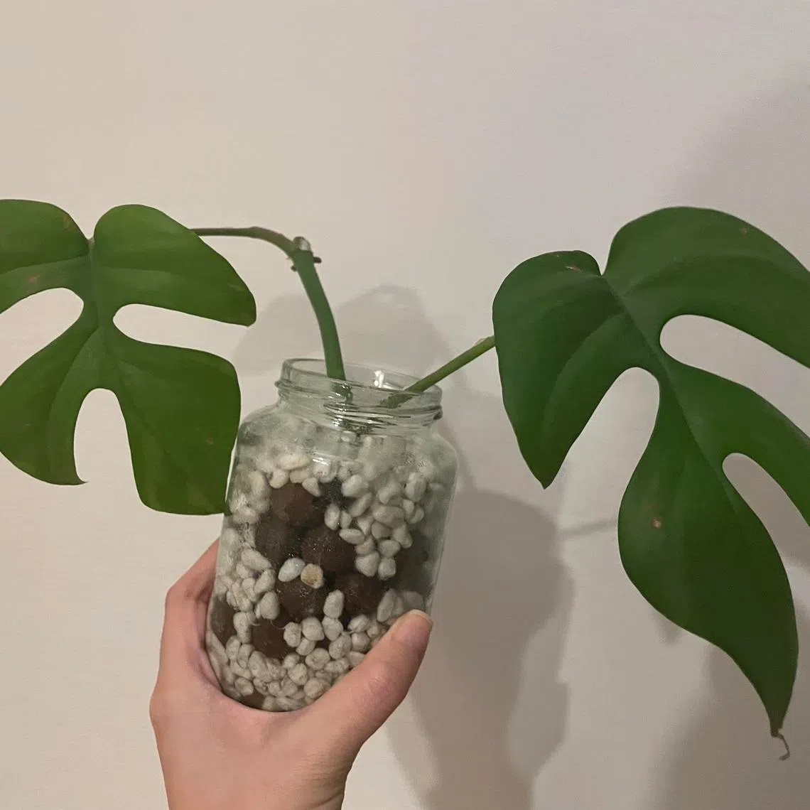 In a semi-hydroponics system, add a diluted nutrient solution below the roots once they have formed.