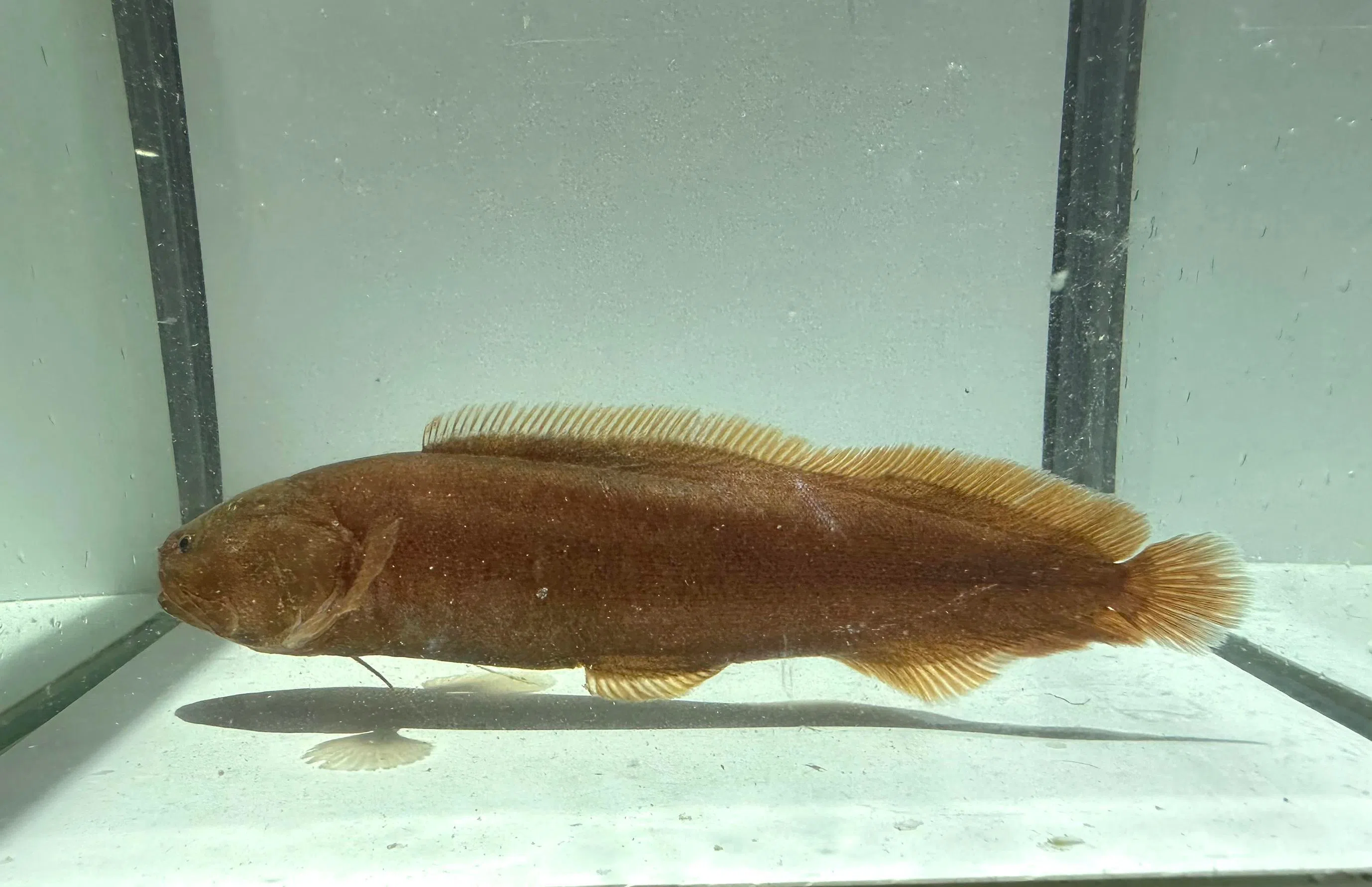The bigeye cuskeel (Alionematichthys riukiuensis), a poorly known species that was first recorded by Lin Jiayuan in 2022.