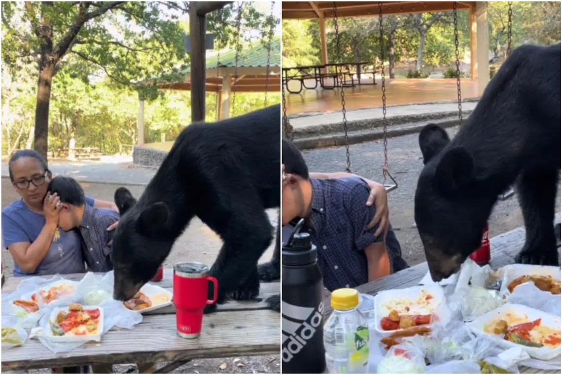 A bear is seen boldly helping itself to the enchiladas, salsa, tacos and French fries on a picnic table in the park.