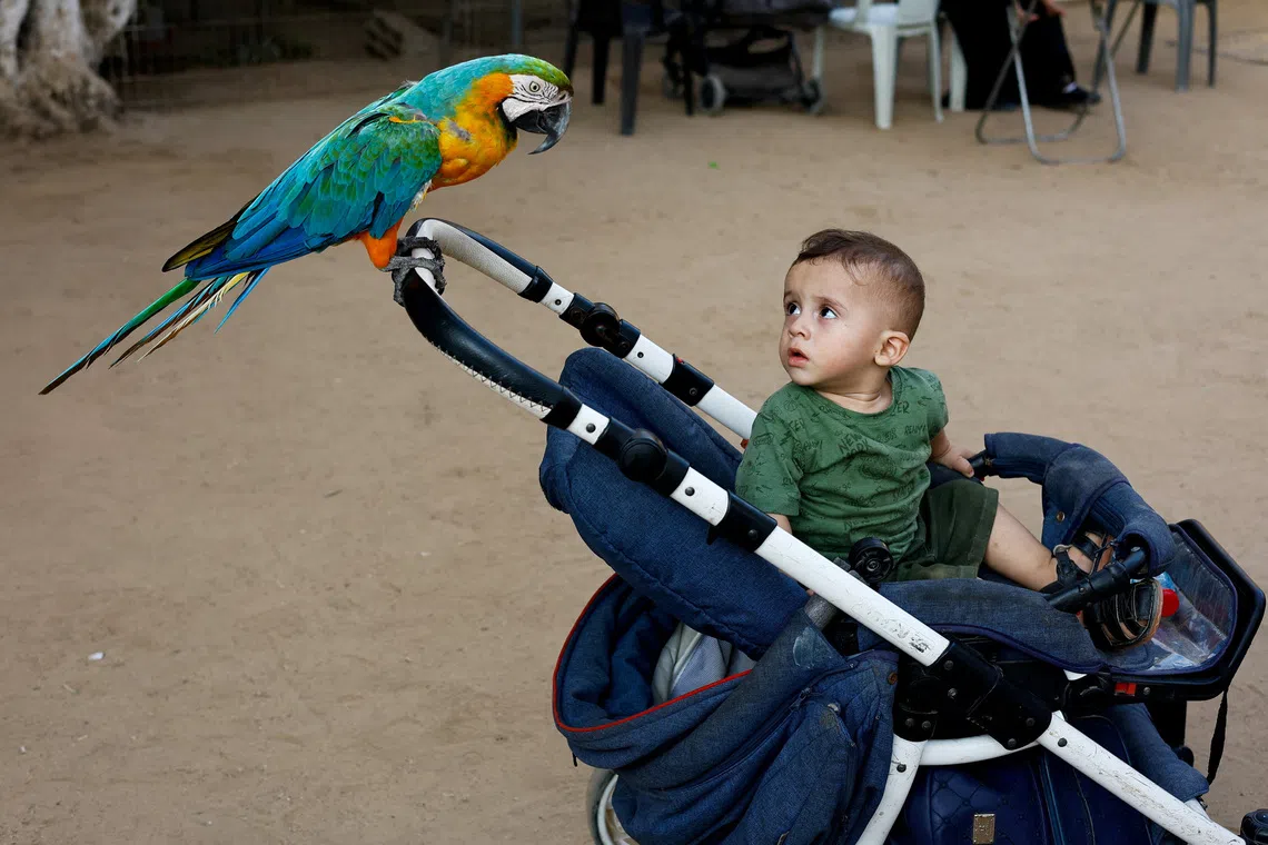 At a Gaza zoo, war takes its toll on the animals