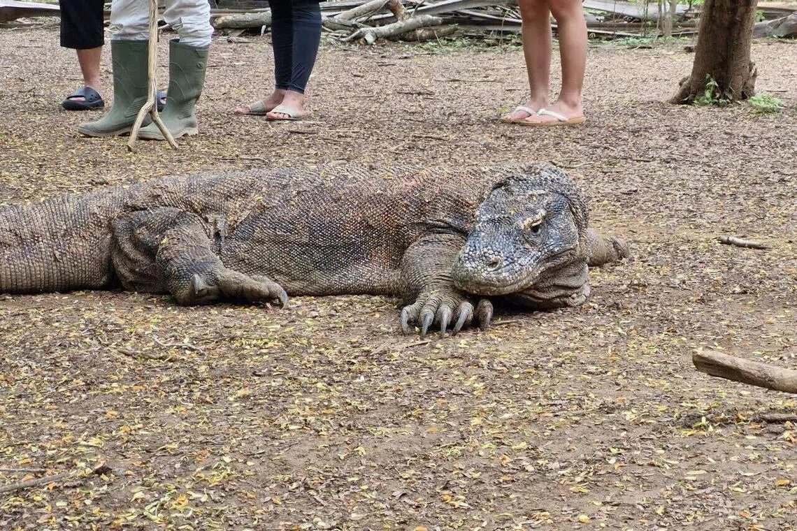 Indonesia to investigate alleged illegal gold mining near Komodo Island