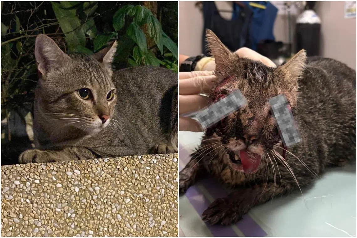 A veterinary report revealed that the community cat, Shere Khan, suffered from blunt force trauma.