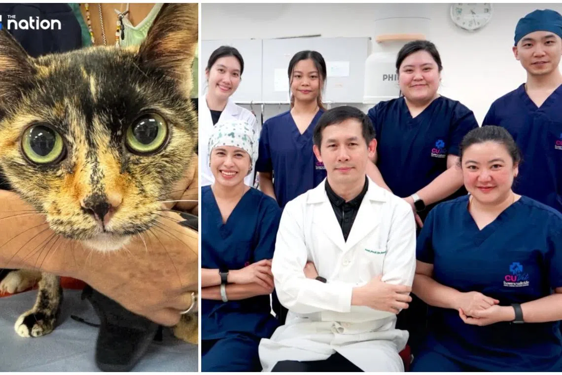 No more fainting spells: Cat gets pacemaker implant in milestone for Thai animal healthcare