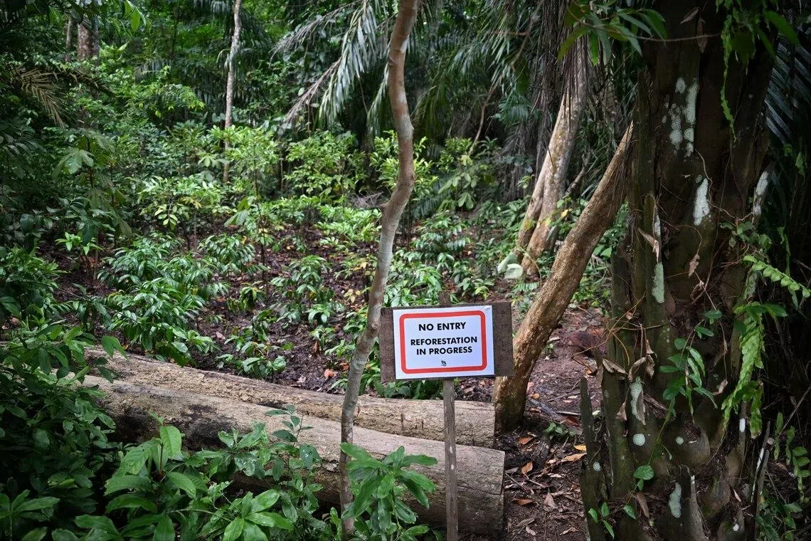A sign on July 1 indicating that reforestation is ongoing at the Lower Peirce Reservoir Park site where the unauthorised clearing took place.
