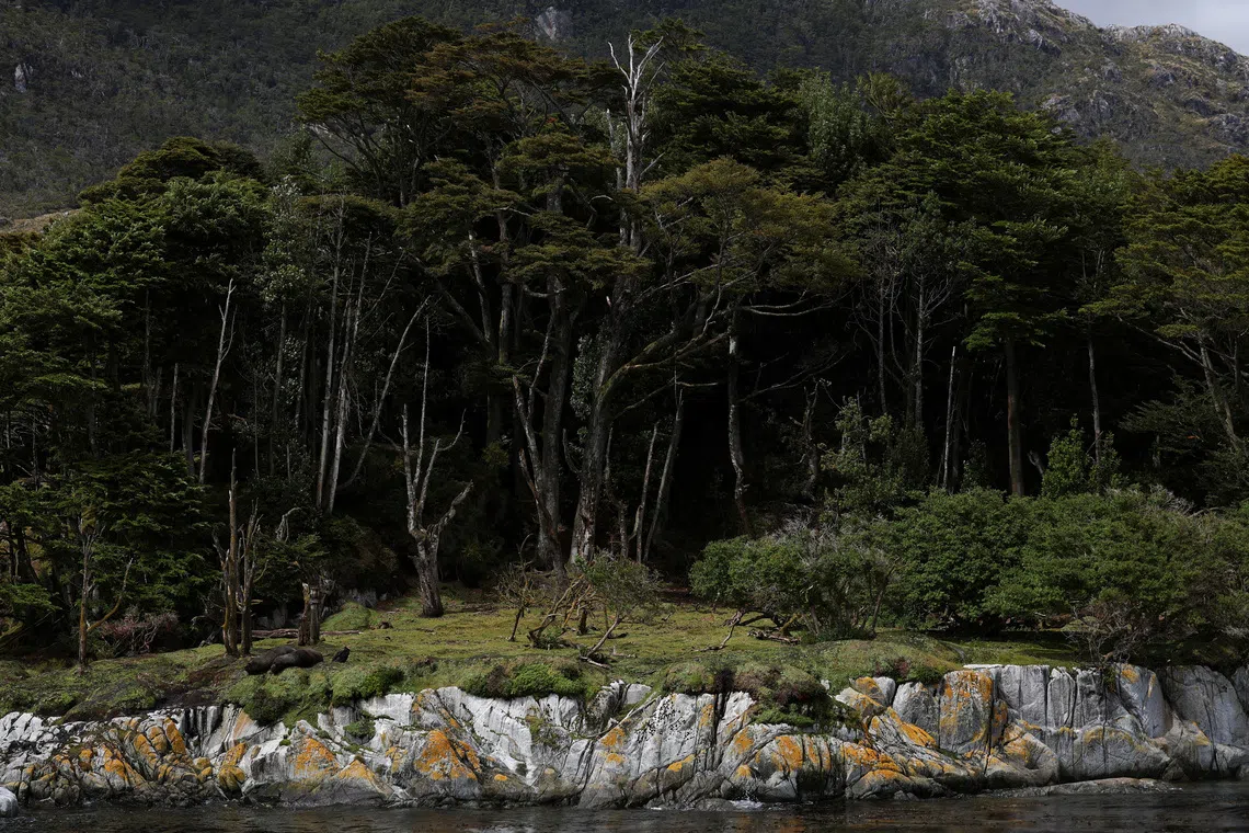A native forest, during a boat trip in the Strait of Magellan, near the Brunswick Peninsula where Chile plans to create Cape Froward National Park to protect roughly 150,000 hectares of forests, peatlands, glaciers and coastline, in collaboration with Rewilding Chile, in Punta Arenas, Chile, December 2, 2025. REUTERS/Pablo Sanhueza