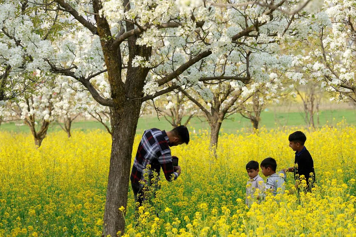 A relative takes pictures of children in a mustard field, in Kashmir's Pampore town, April 2, 2025. REUTERS/Sharafat Ali TPX IMAGES OF THE DAY