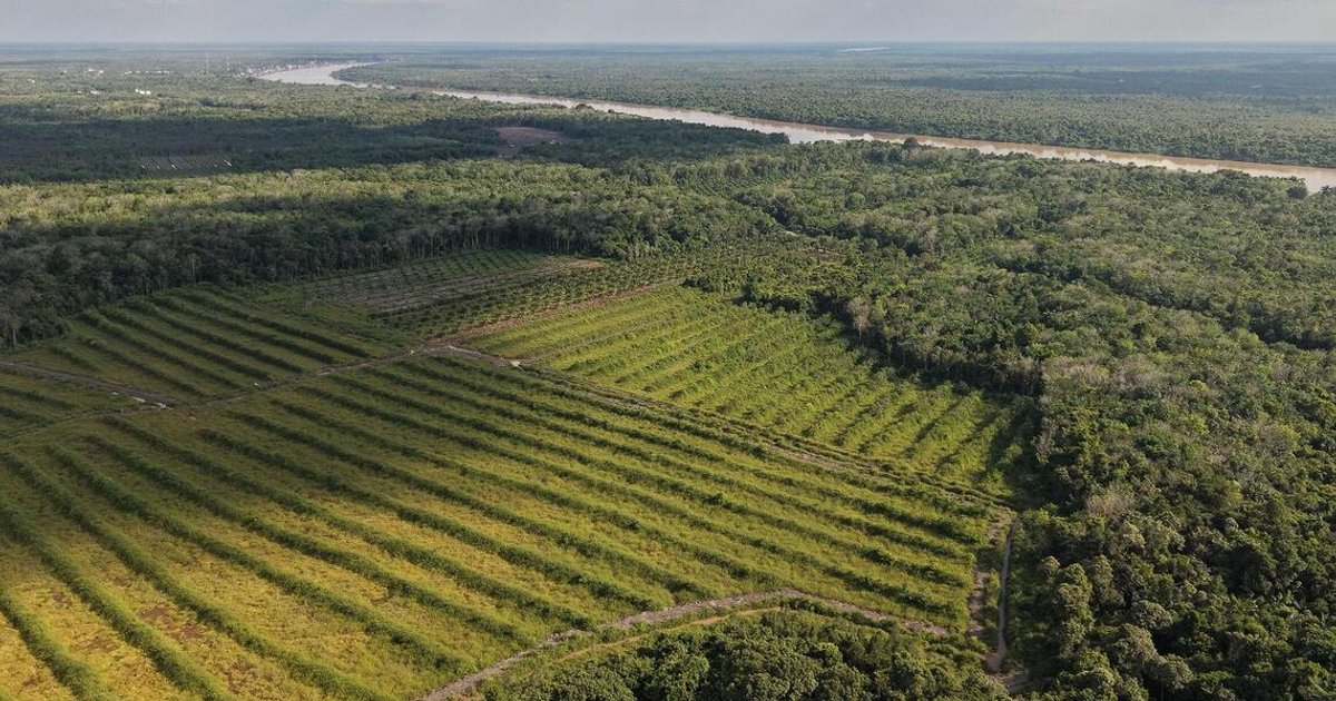 Next steps unclear after Indonesia’s pledge to stop clearing forests for rice fields