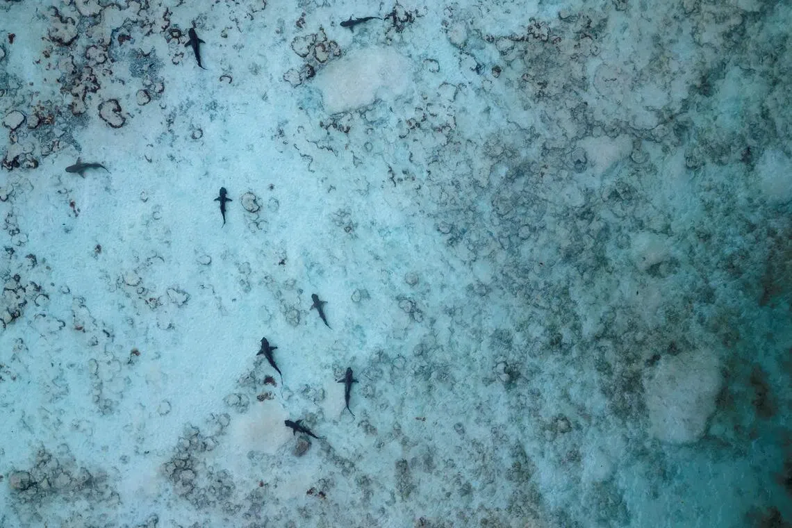 A group of eight juvenile blacktip reef sharks swim in the early morning, during low tide, in the shallow waters used as a nursery, in Maya Bay at the Phi Phi Island National Park, on Feb 27. Blacktips, named after the distinctive black colouring on their dorsal fins and tails, roam the Andaman Sea and other tropical regions in decreasing numbers due to overfishing, according to the International Union for Conservation of Nature. 