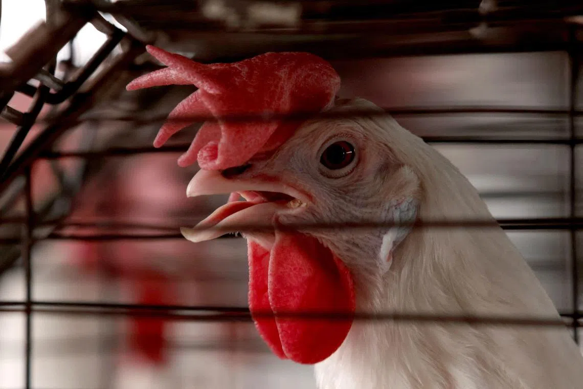 The case brings the total number of avian influenza infections in the US during the current 2024 outbreak to 61.