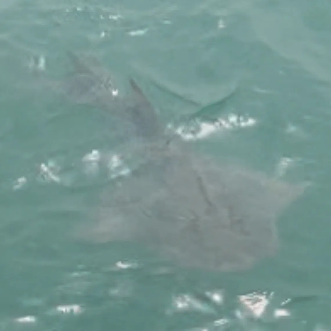 A critically endangered bowmouth guitarfish that surfaced off Bedok Jetty on Oct 29, 2022, was the first formal record of a sighting in Singapore in nearly 30 years.