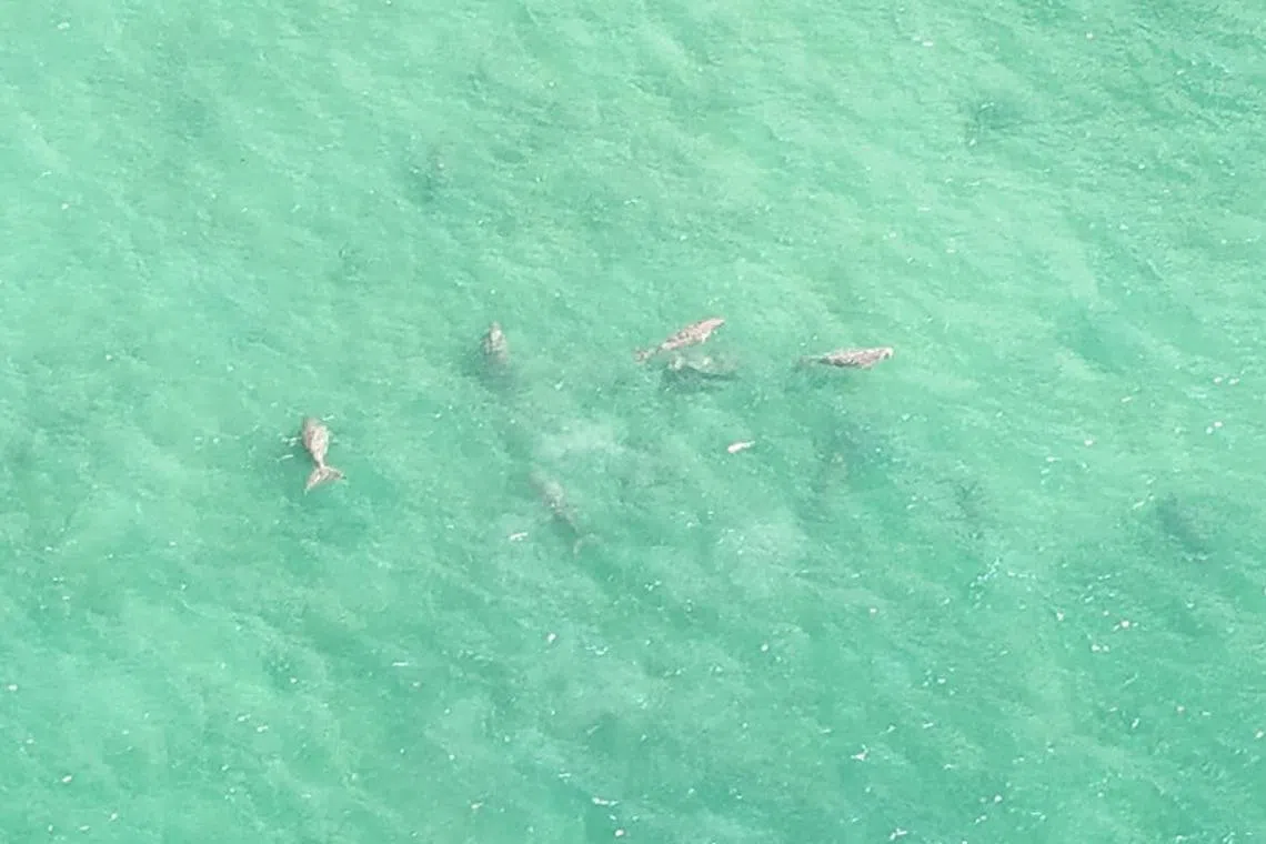 The herd was seen swimming around Koh Muk in the Andaman Sea. 