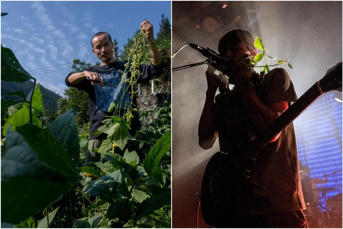Ba Nong, frontman of Chinese band Varihnaz, harvests beans on his farm in Guangxi on Sept 26, a few days before the start of his band’s national tour.