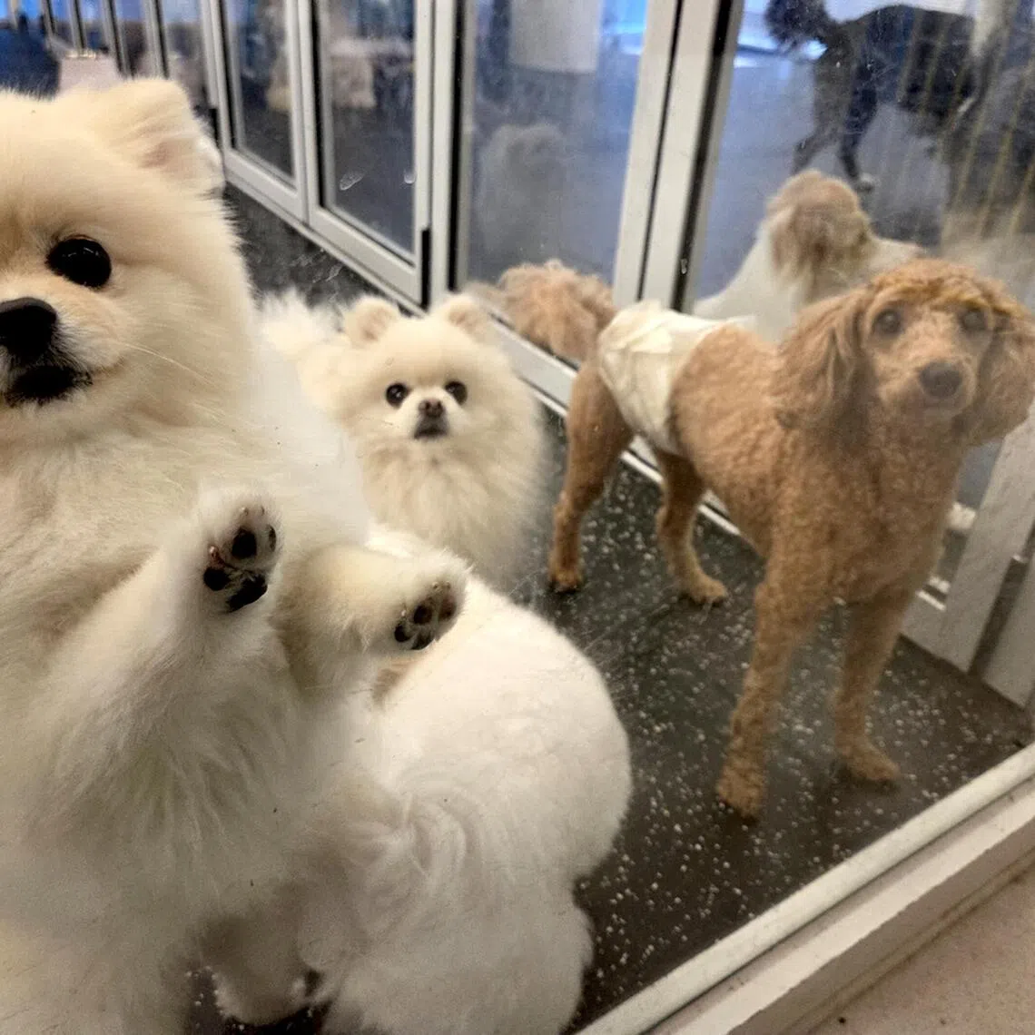 Dogs are being taken care of at Mungpa, a pet boarding center in Gangnam-gu.