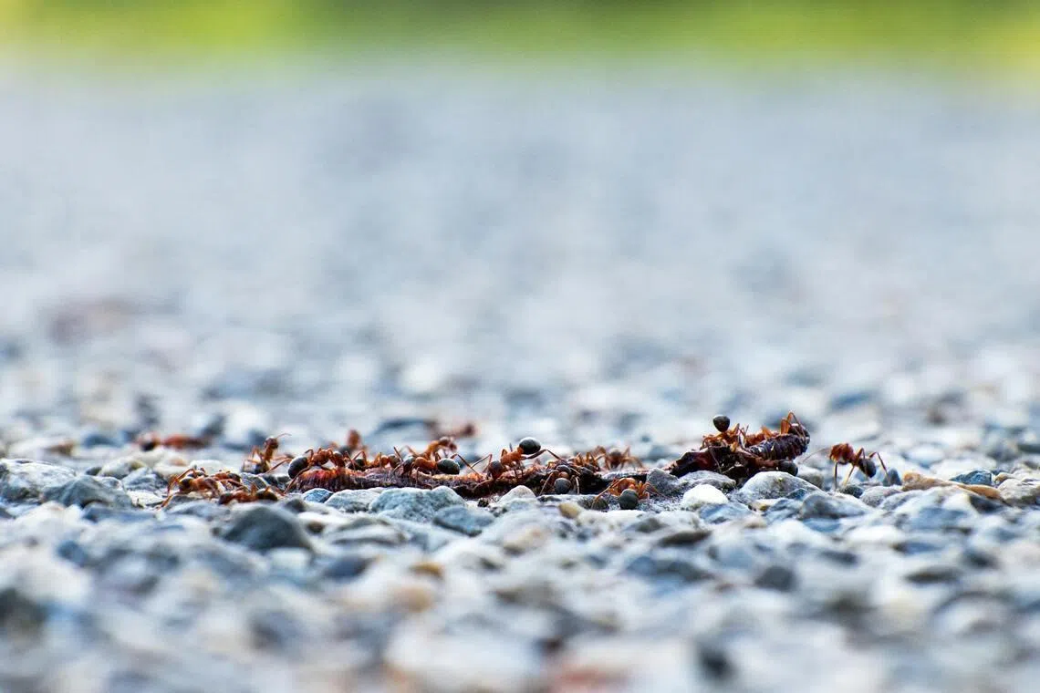 Kenya arrests man trying to smuggle over 2,000 live ants in luggage