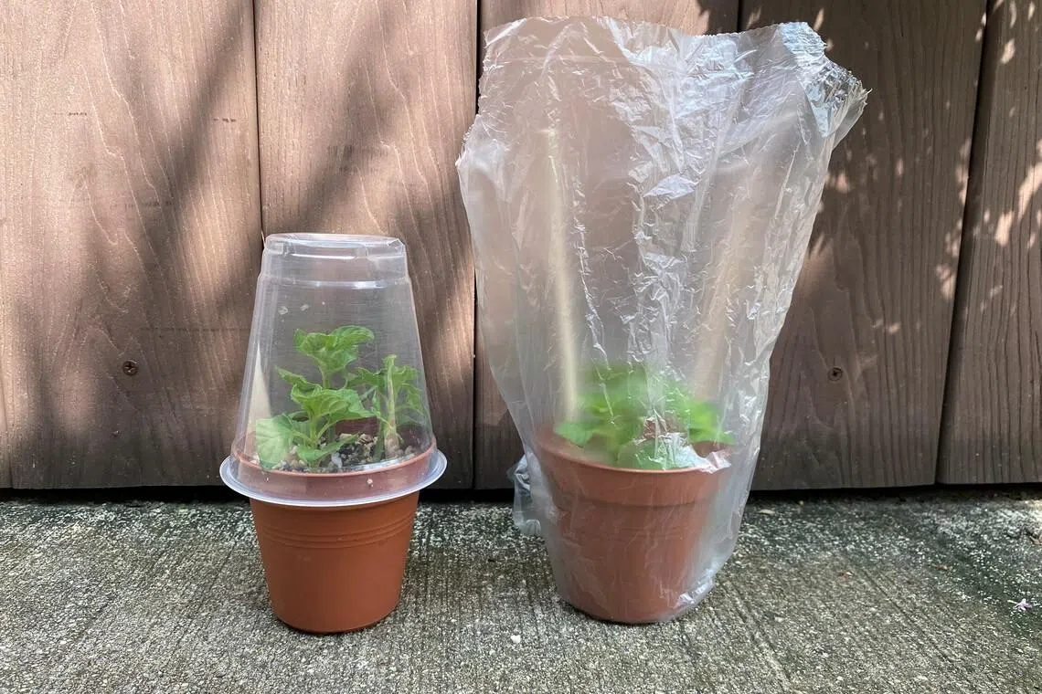 Enclose fragile cuttings in a disposable cup or clear plastic bag with small holes to prevent heat build-up, allow air circulation and minimise humidity. 