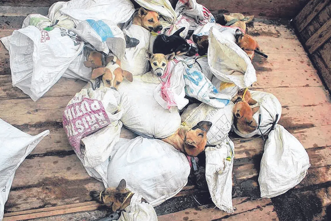 A 2021 opinion poll revealed that 93 per cent of Indonesians support a national ban on dog meat.