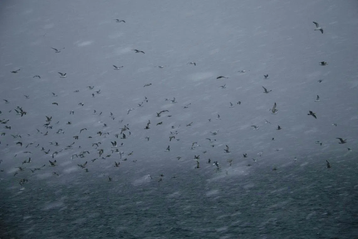 This picture taken on Jan 24, 2023 shows birds fly along the shore of Spildra Island during a snowstorm.