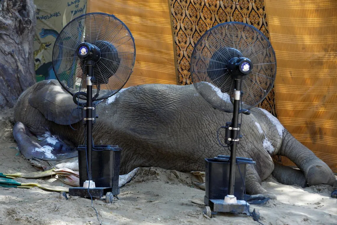 The body of African elephant, Noor Jahan, who was unwell and died at a zoo in Karachi, Pakistan.