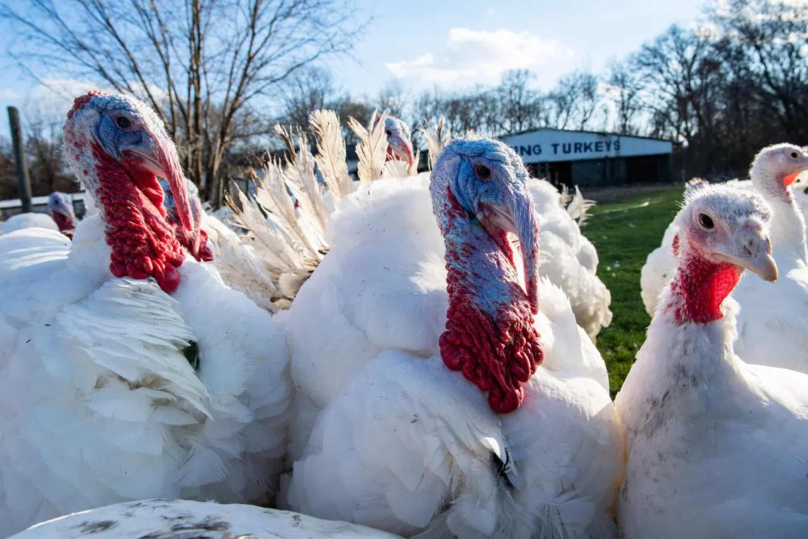 Shoppers in the UK may struggle to get hold of a free-range turkey (above) or goose for the festive period.