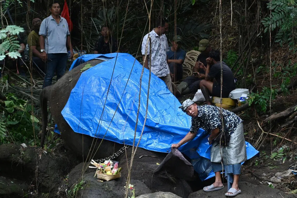 Molly, a 45-year-old female Sumatran elephant, was found lifeless in a rocky river.