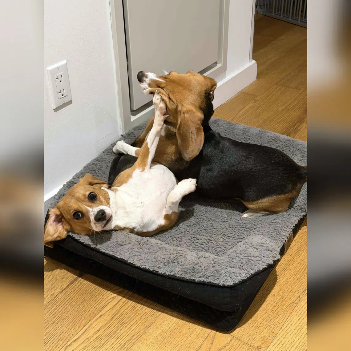 New York-based biotech start-up Kindred Companion Sciences used gene-editing technology CRISPR to create hypoallergenic beagles.