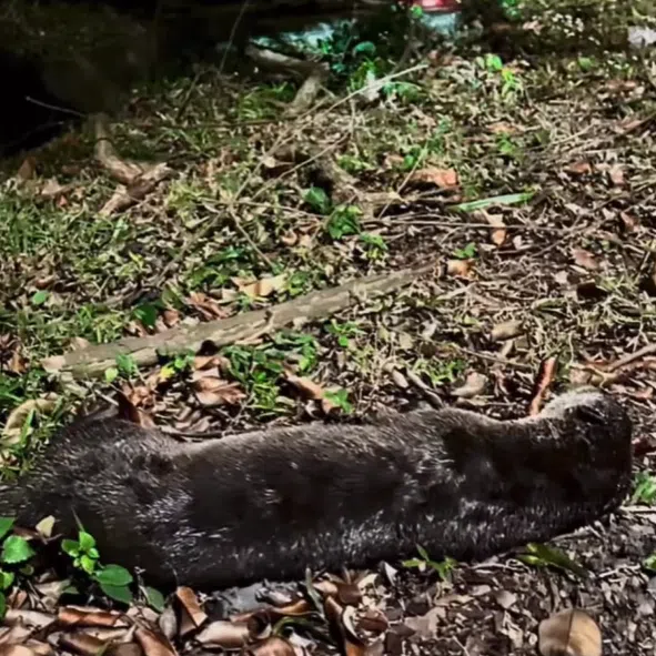 The otter died as a passerby was calling for help.