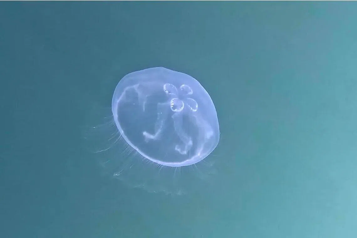 A stingless moon jellyfish at Jellyfish Lake.