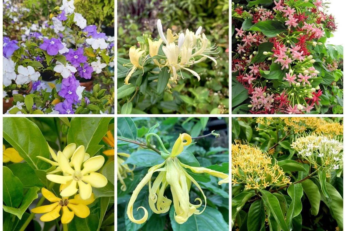Flowering plants such as these varieties inject colour and beauty into any garden.