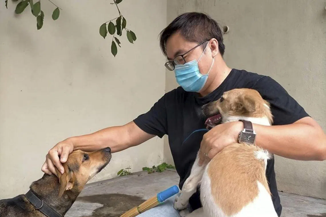 fdpoisoner04 - The Star Publication pix - Animal lover Yim, pictured here with some strays in the Island Glades area, says his neighbours had found numerous dead dogs around siince March.