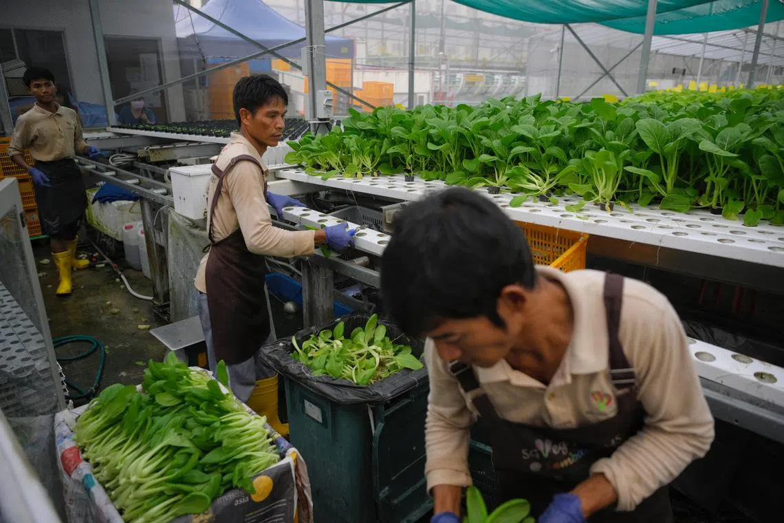 SG Veg Farms employees harvesting bok choy. Many shoppers here still pass over pricier home-grown greens for cheaper imported alternatives.