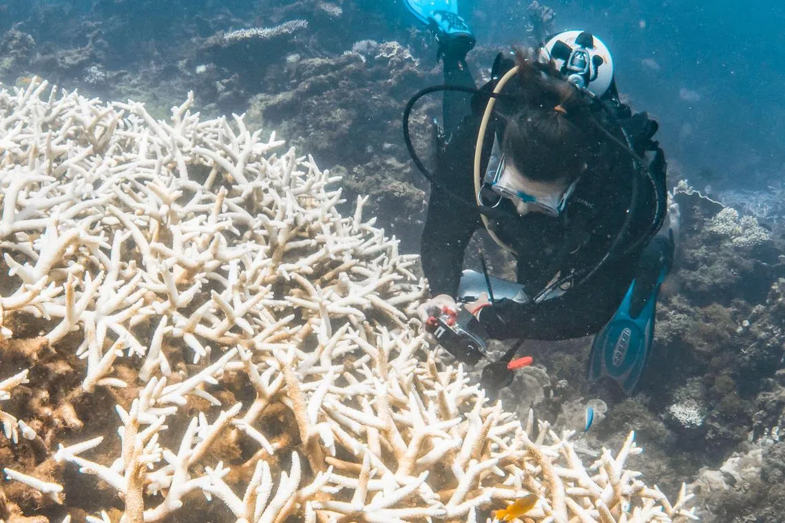 A diver inspects corals impacted by a bleaching event on the Ningaloo Reef off Australia's west coast.