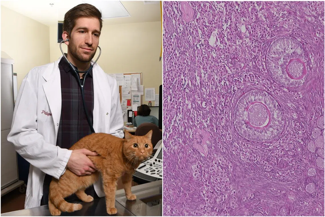 Mr Philippe Godin (left), co-author and veterinarian in the research team. On the right are microscopy images of cat ovarian follicles.