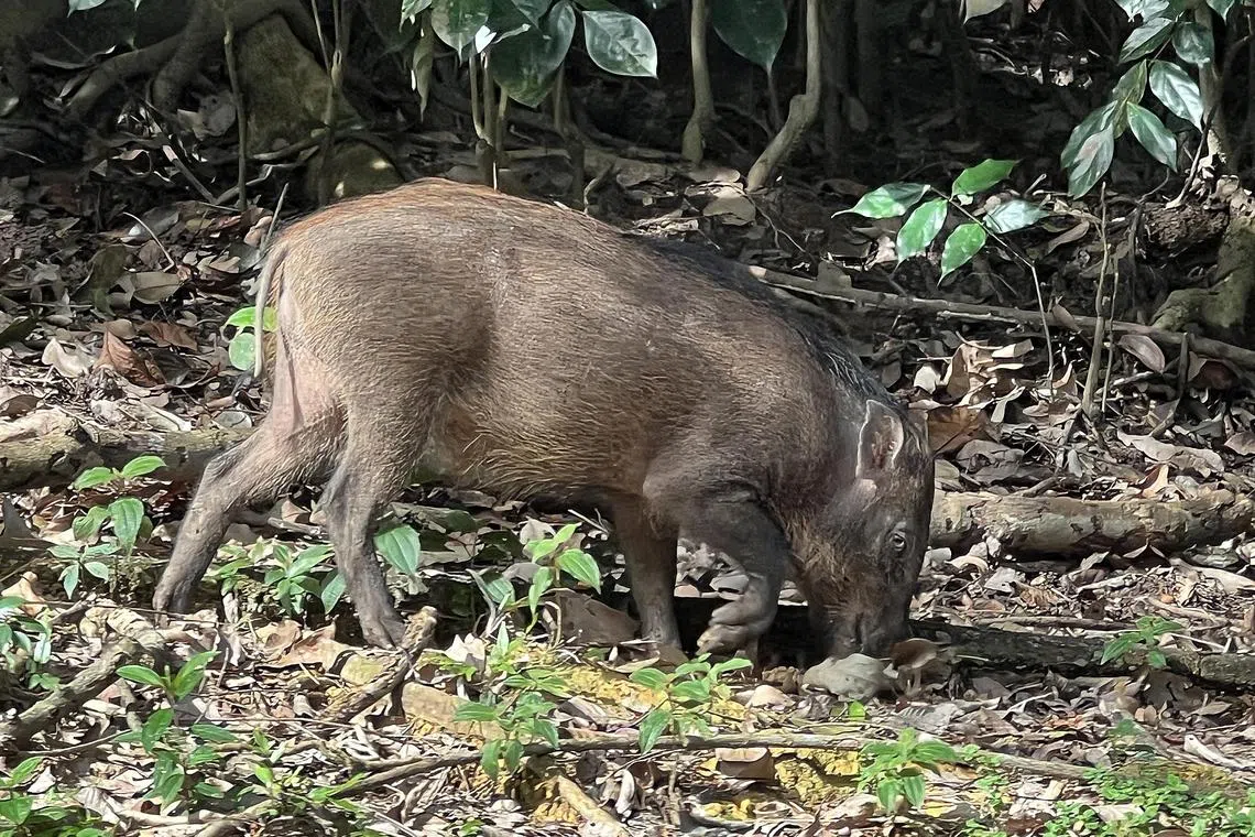 Singapore’s first confirmed case of ASF was detected in a wild boar carcass in the north-west. 