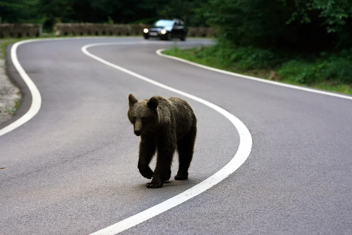 A brown bear walks on the Transfagarasan road, Romania, July 29, 2026. REUTERS/Andreea Campeanu