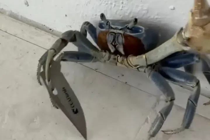 ‘Stabby crabby’: Crab goes viral for flashing blade in claw at Florida man and his dog