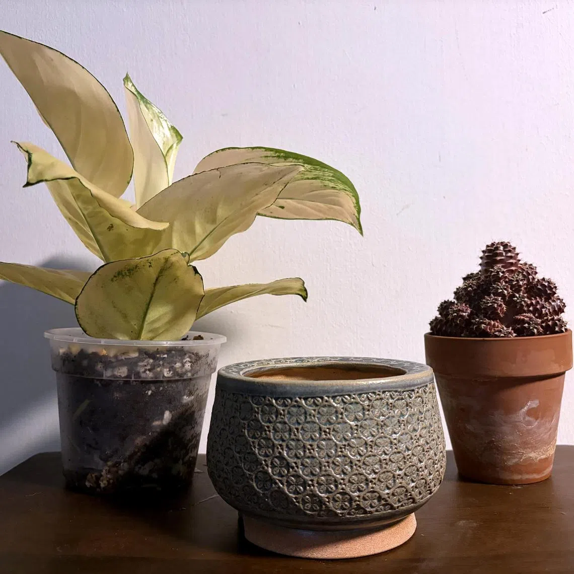 Pots for planting can be made from (from left) plastic, ceramic or terracotta.