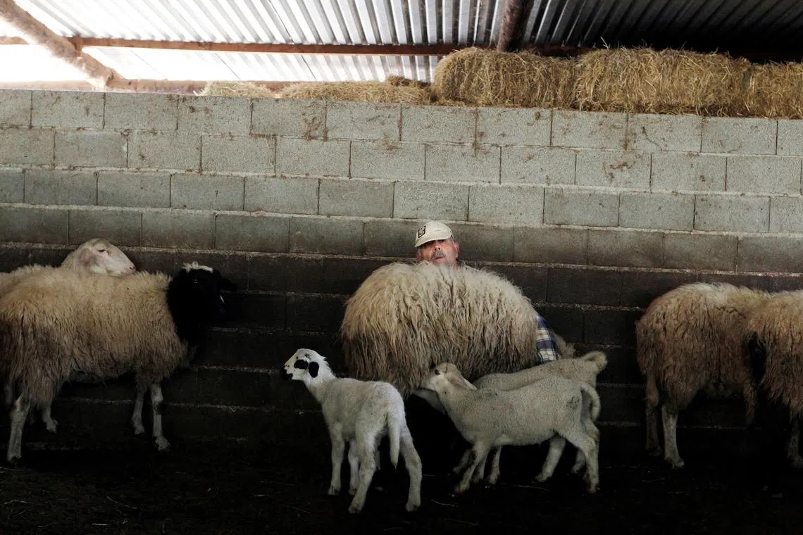 FILE PHOTO: George Andrianakis milks a sheep in the yard of his farm in the village of Stafania in the Peloponesse area of Greece, March 21, 2012. REUTERS/Cathal McNaughton/File Photo