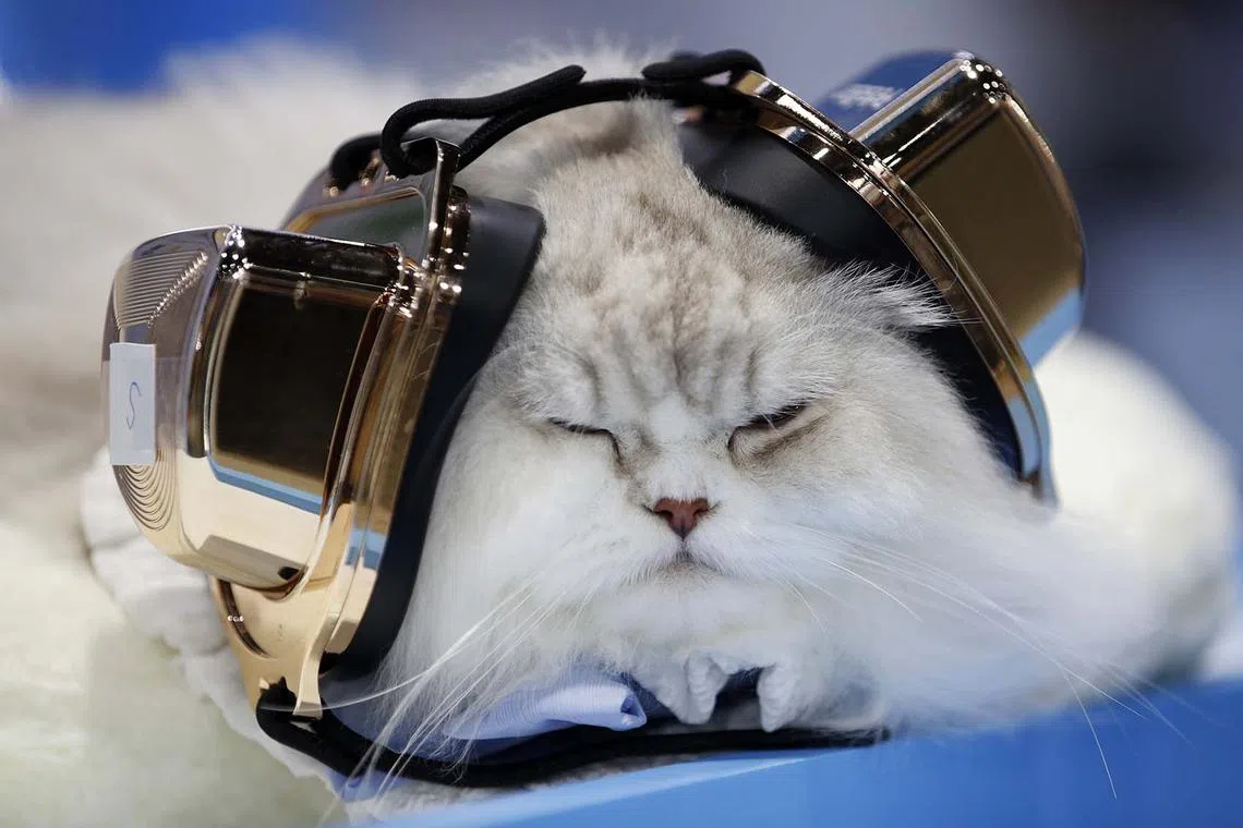 A cat wearing earmuffs used to protect pets from loud noises, during the Pet Expo Thailand 2025 in Bangkok, Thailand, May 1, 2025. 