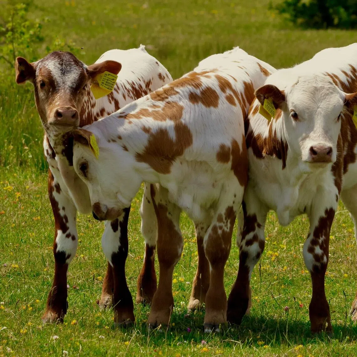 As part of the education it offers about animals, the high school has cows and chickens but also rabbits, ponies, goats and turtles.