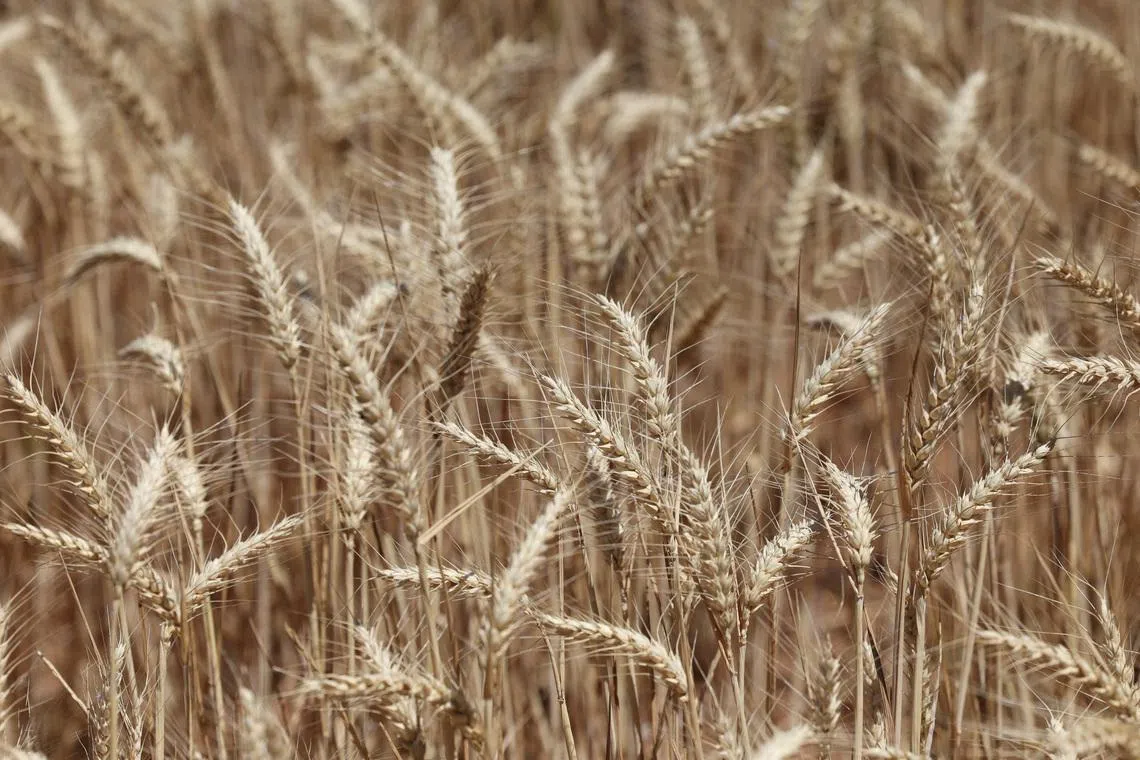 Australia worried over impact of mouse infestation on food supply